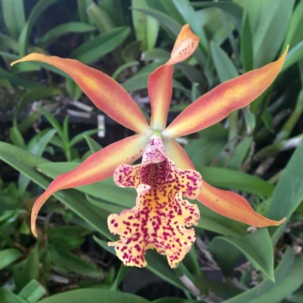 C. Recchara Fire Fox (Blooming) - BB Orchids