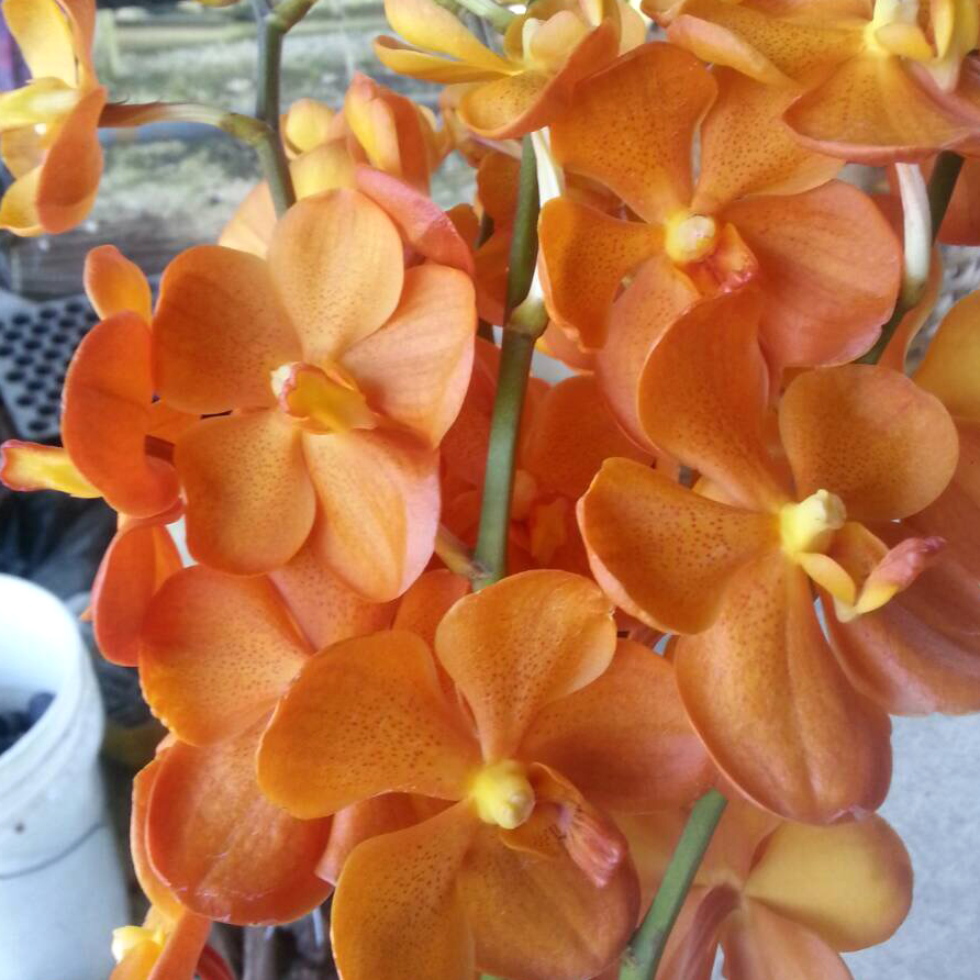 Mok. Chaopraya Orange - BB Orchids