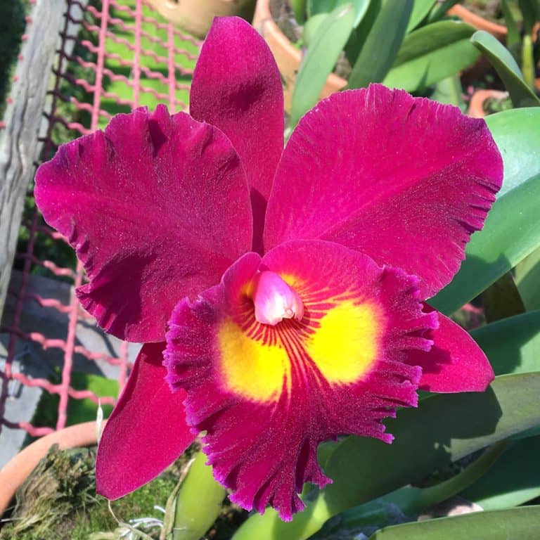 Thai Cattleya Orchids Exporter And Supplier | BB Orchids