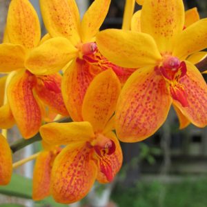 Home - BB Orchids