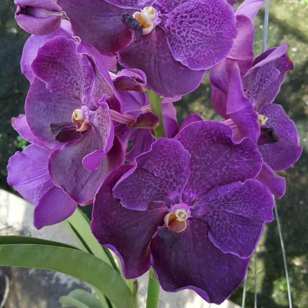 Vanda Archives - BB Orchids