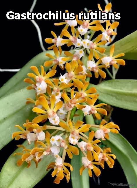 Gastrochilus Rutilans - BB Orchids